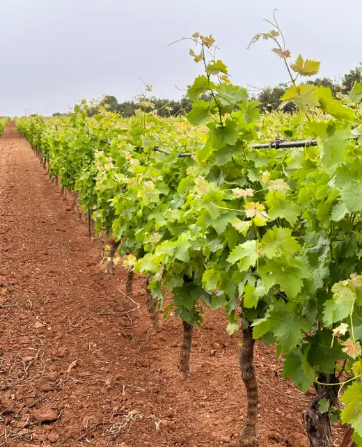 tenuteeureka-chi-siamo-1